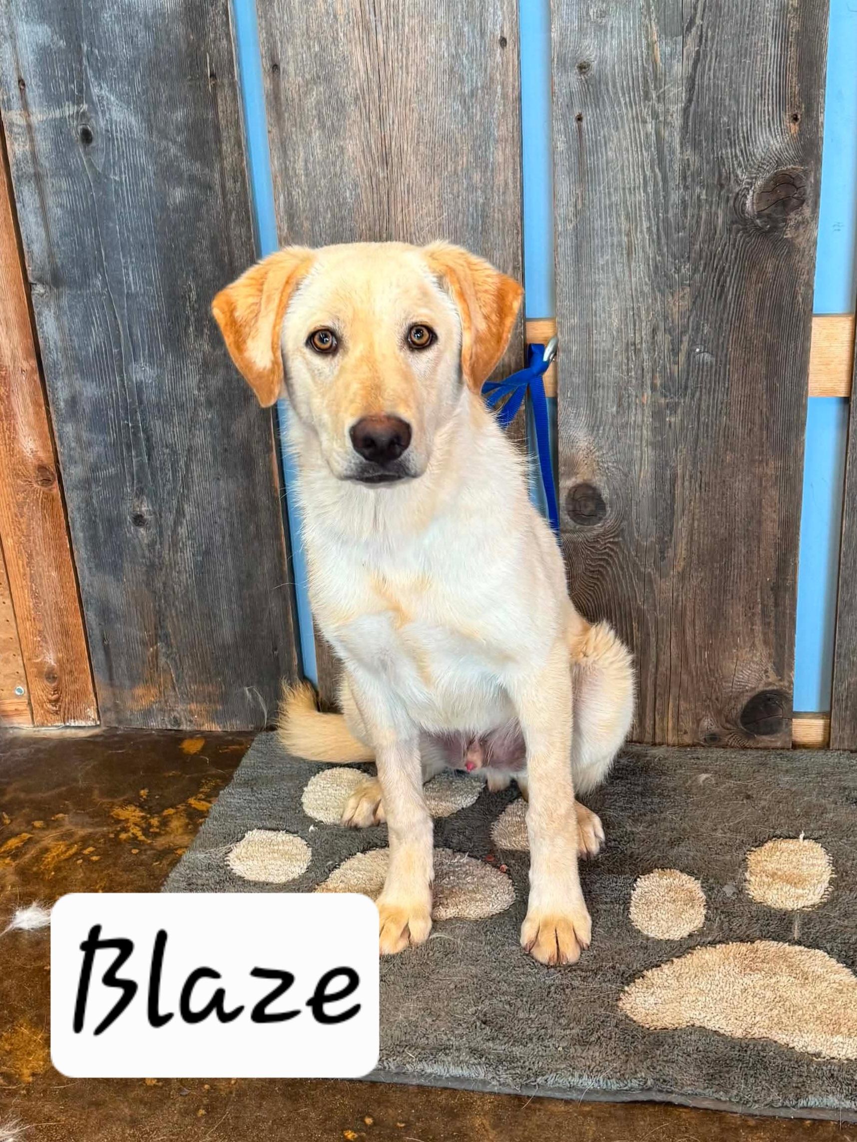 BLAZE 425, ADOPTABLE, Young Male Yellow Labrador Retriever.