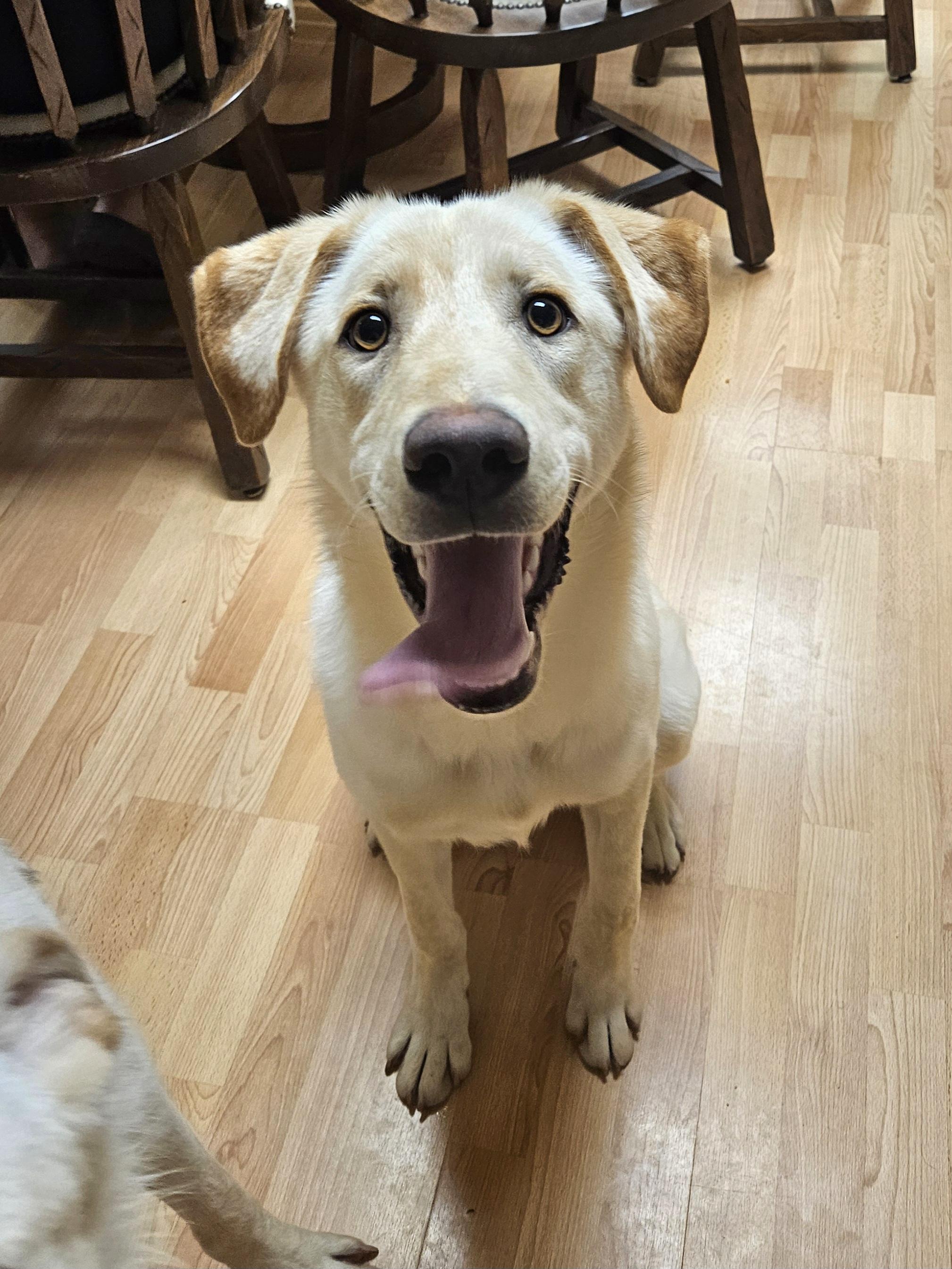 BLAZE 425, ADOPTABLE, Young Male Yellow Labrador Retriever.