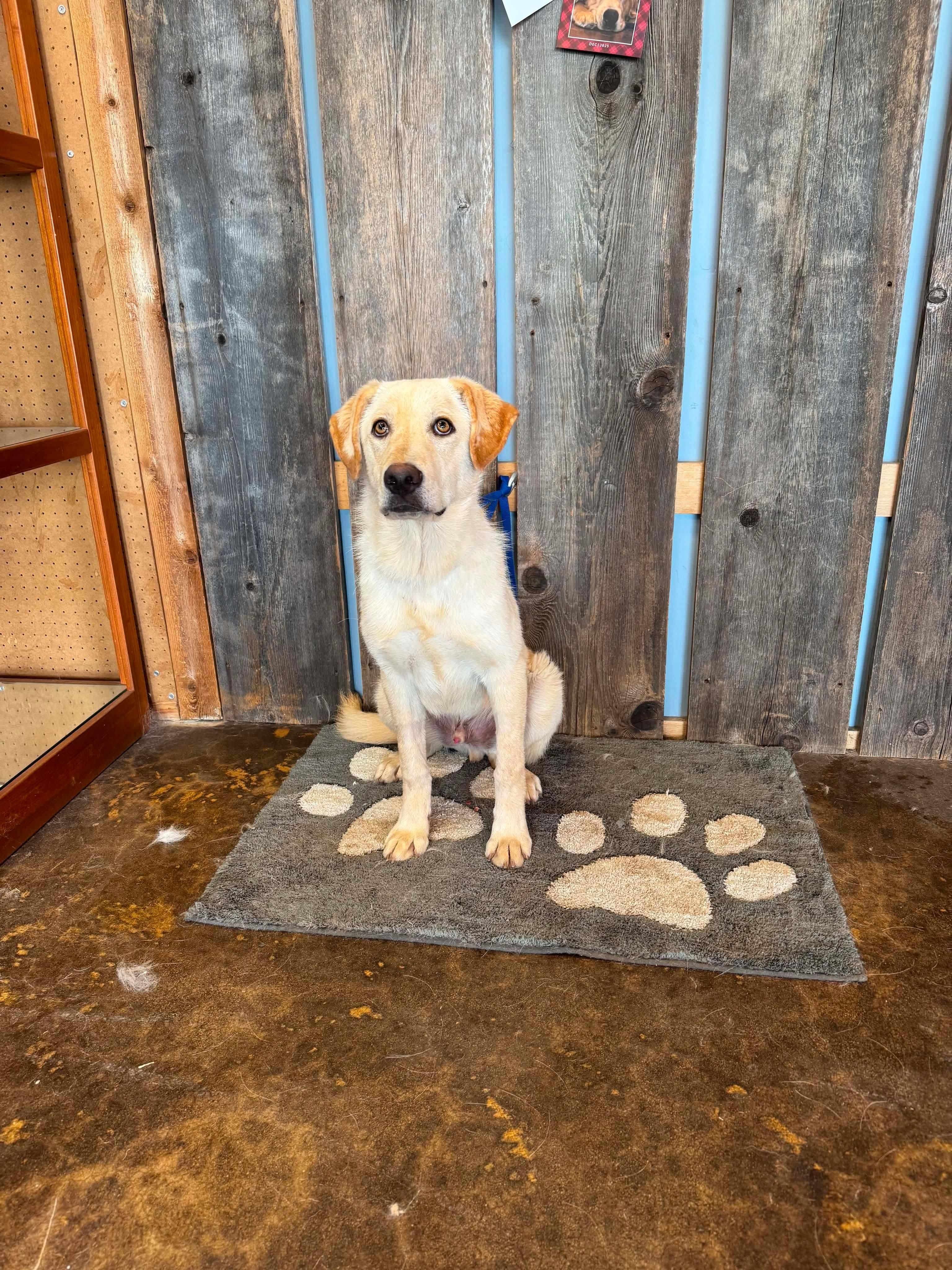 BLAZE 425, a ADOPTABLE mixed breed in Milwaukee, WI image 2/4