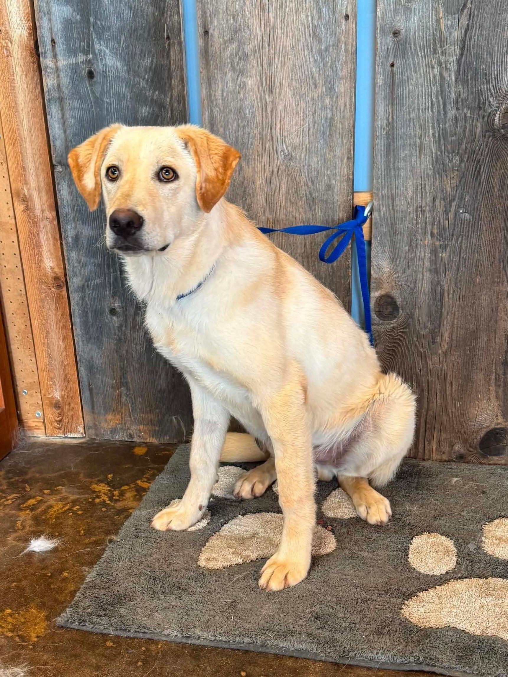 BLAZE 425, a ADOPTABLE mixed breed in Milwaukee, WI image 4/4