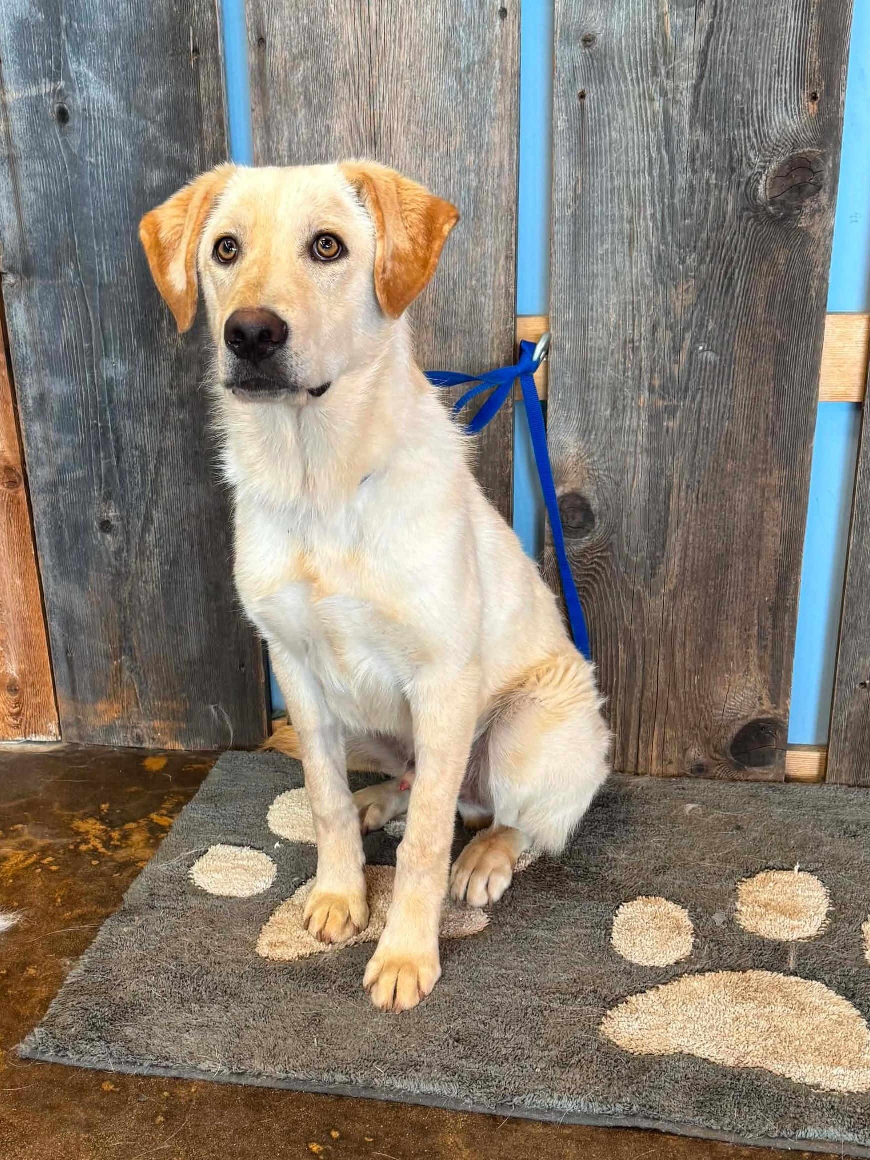 BLAZE 425, a ADOPTABLE mixed breed in Milwaukee, WI image 3/4