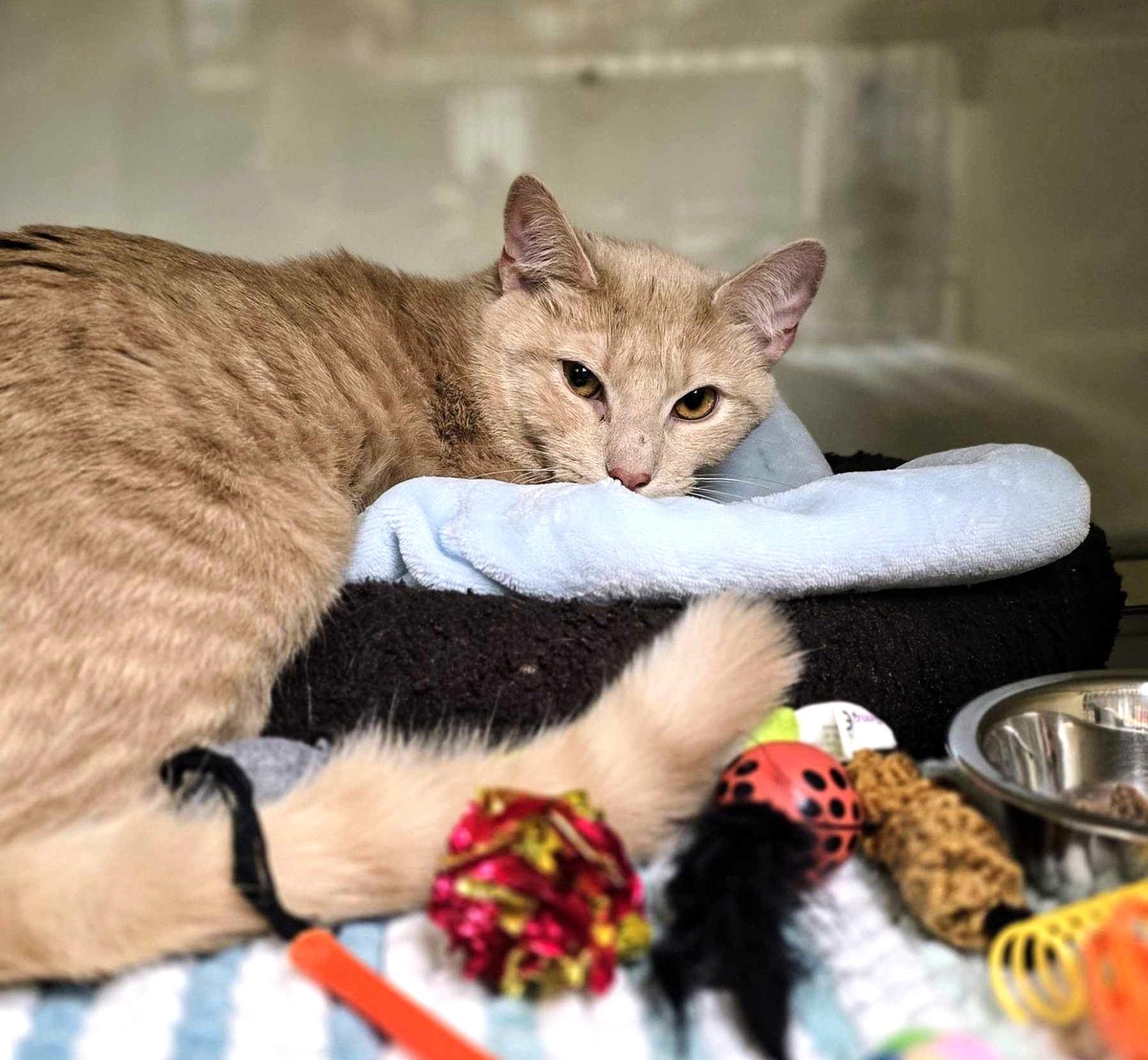 Noodle, Young Male Domestic Short Hair