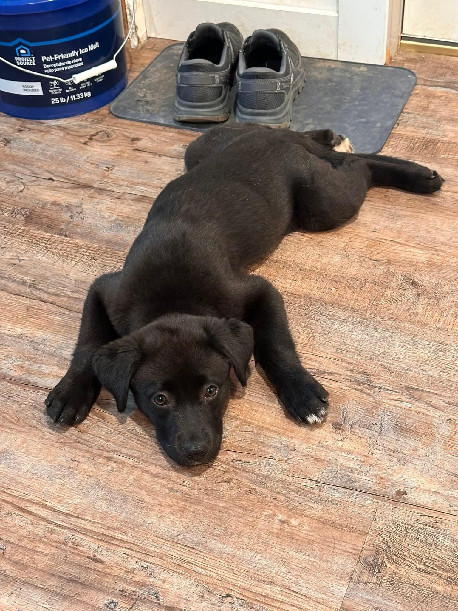 Enlarge Esmeray, a Adoptable mixed breed in Augusta, ME image 2/2