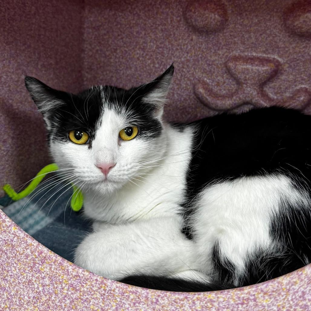 Semeru, Adoptable, Young Female Domestic Medium Hair.