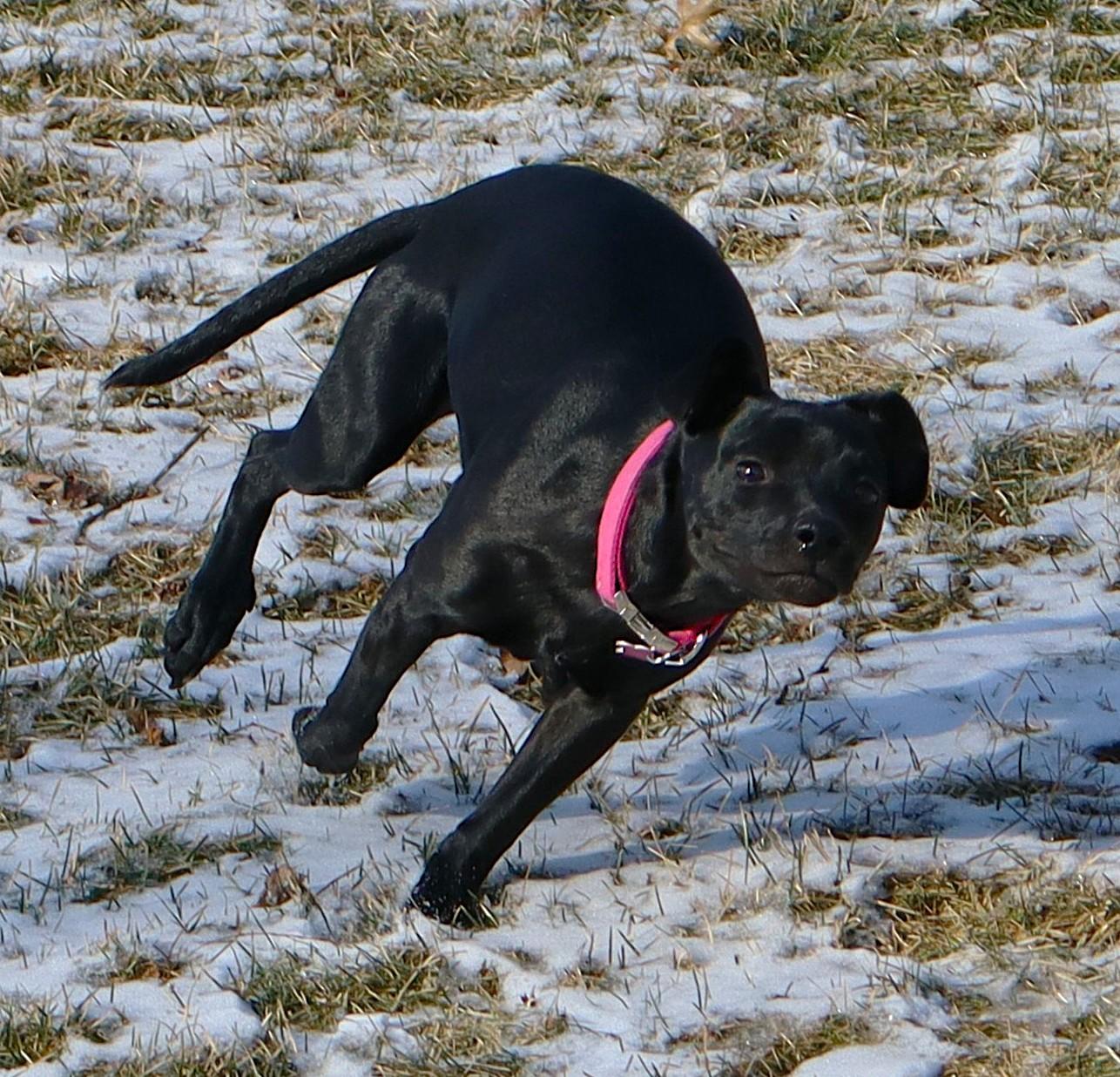 Enlarge Willa, a ADOPTABLE mixed breed in Lisbon, IA image 6/6