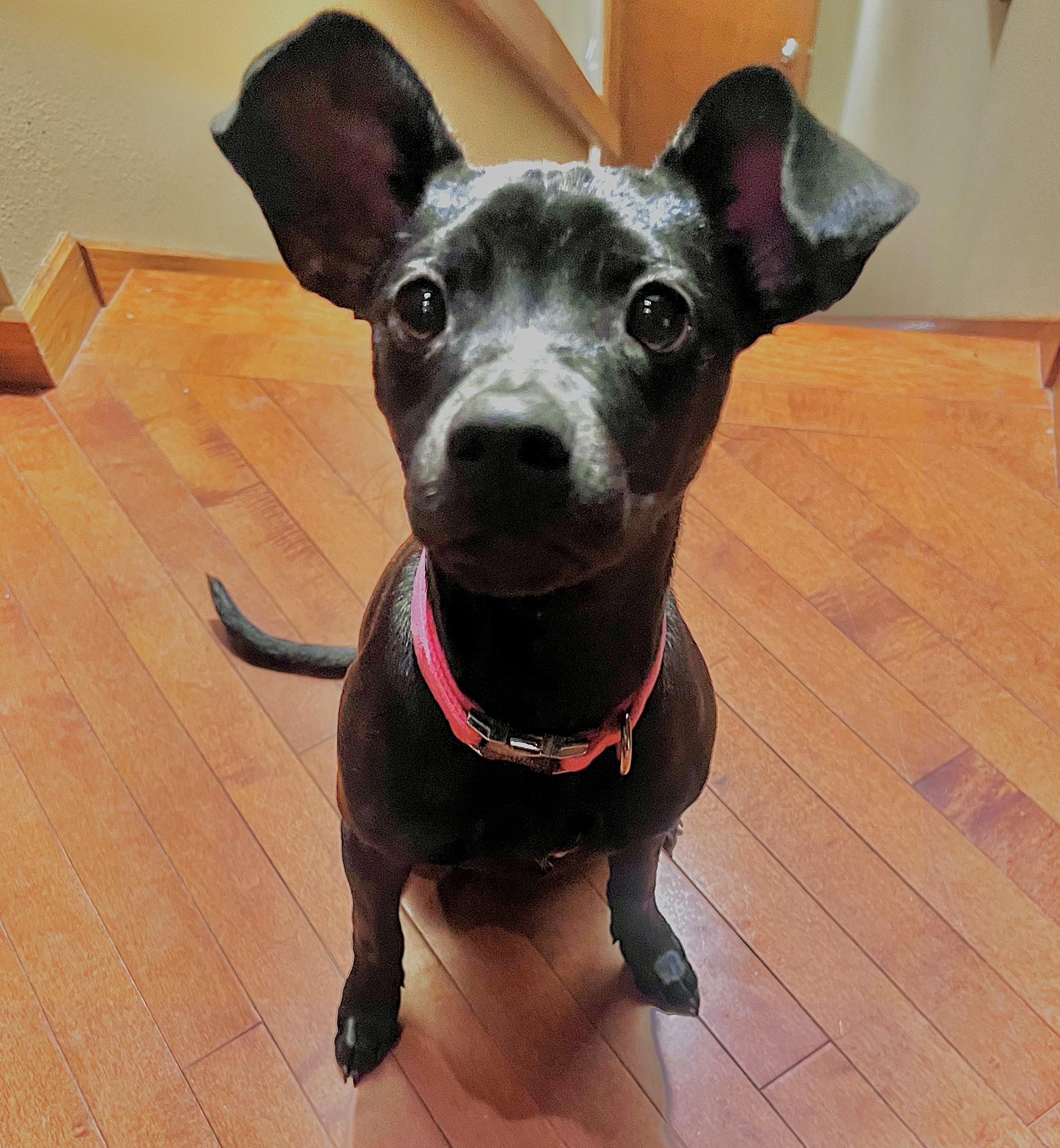 Enlarge Willa, a ADOPTABLE mixed breed in Lisbon, IA image 4/6