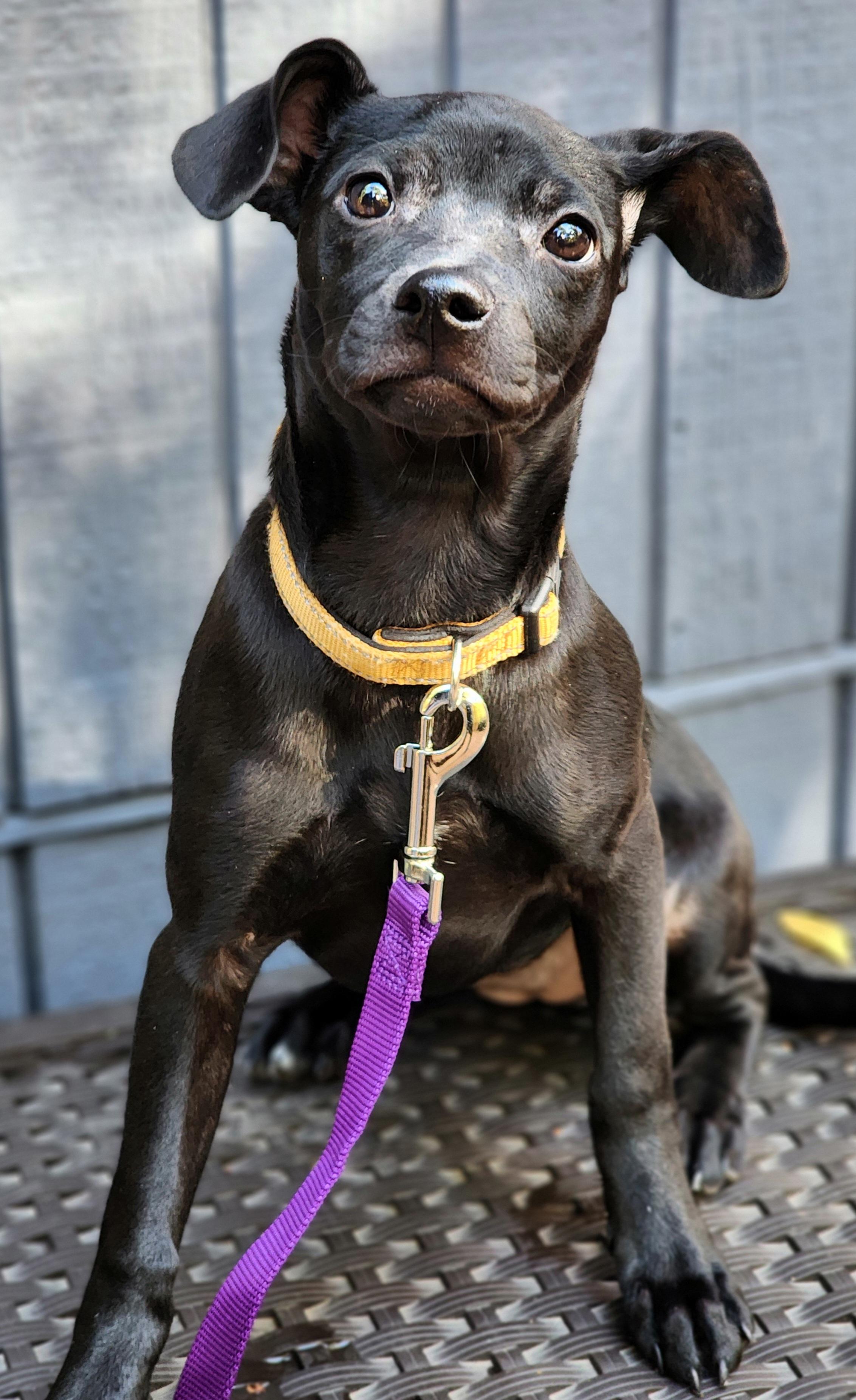Enlarge Willa, a ADOPTABLE mixed breed in Lisbon, IA image 5/6