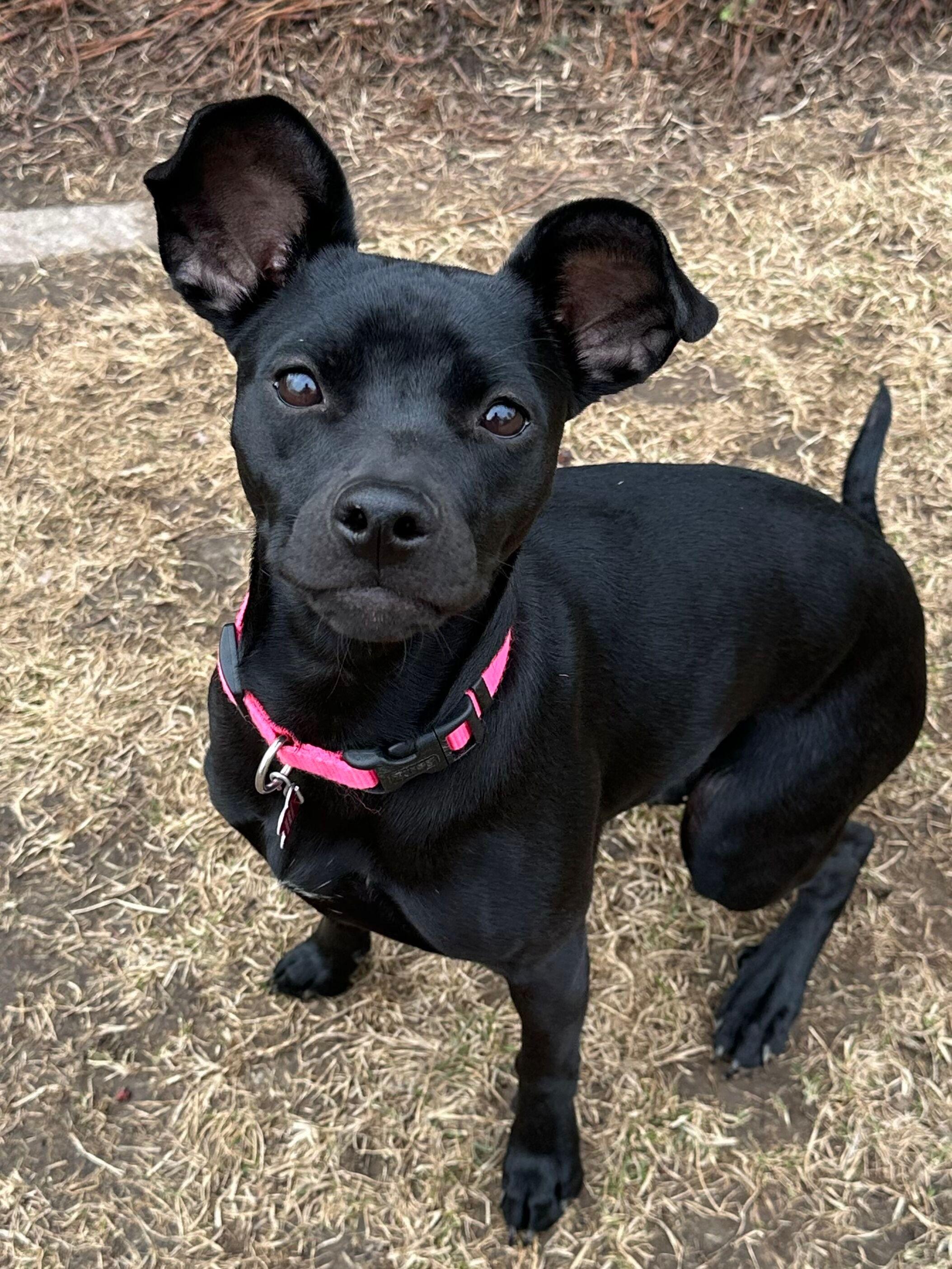 Enlarge Willa, a ADOPTABLE mixed breed in Lisbon, IA image 1/6