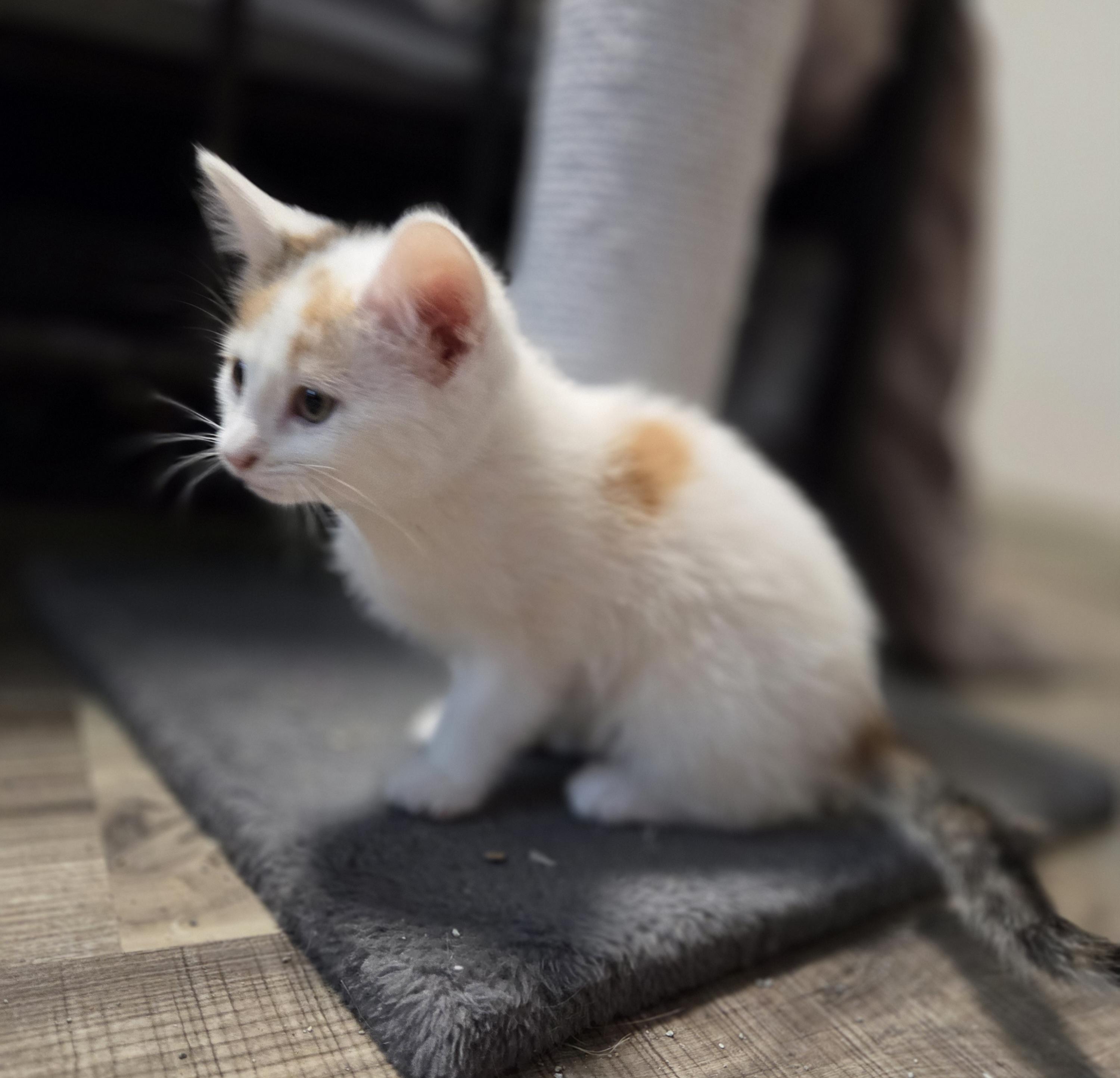 Enlarge Yana, a Adoptable Domestic Short Hair in Minneapolis, MN image 3/4