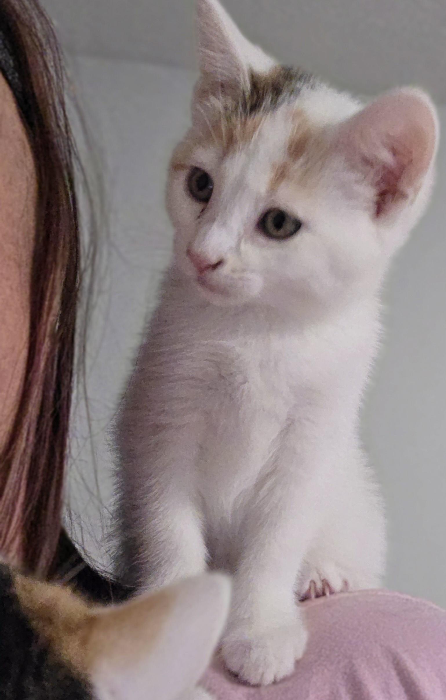 Enlarge Yana, a Adoptable Domestic Short Hair in Minneapolis, MN image 2/4