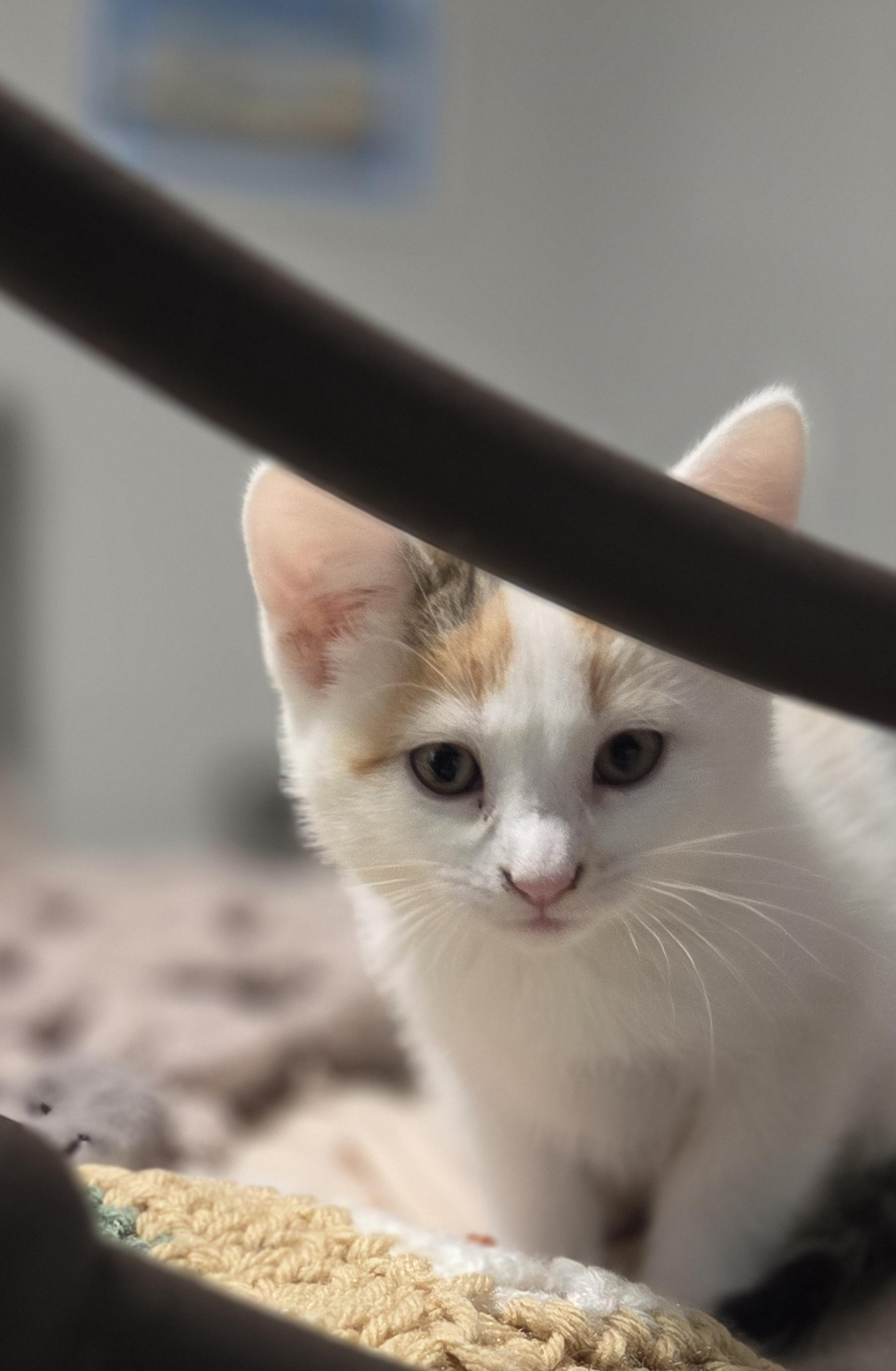 Enlarge Yana, a Adoptable Domestic Short Hair in Minneapolis, MN image 1/4