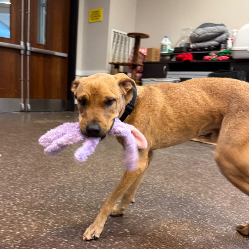 Enlarge Babar 4241, a Adoptable Mixed Breed in Columbus, GA image 1/6