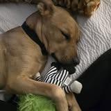 Babar 4241, a Adoptable Mixed Breed in Columbus, GA image 2/6