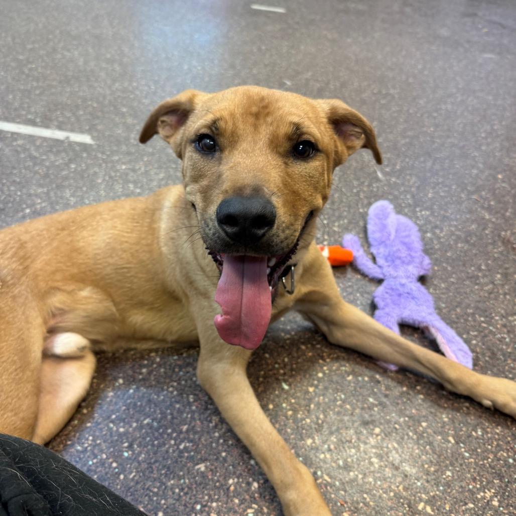 Enlarge Babar 4241, a Adoptable Mixed Breed in Columbus, GA image 2/6