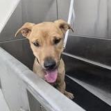 Enlarge Babar 4241, a Adoptable Mixed Breed in Columbus, GA image 3/6