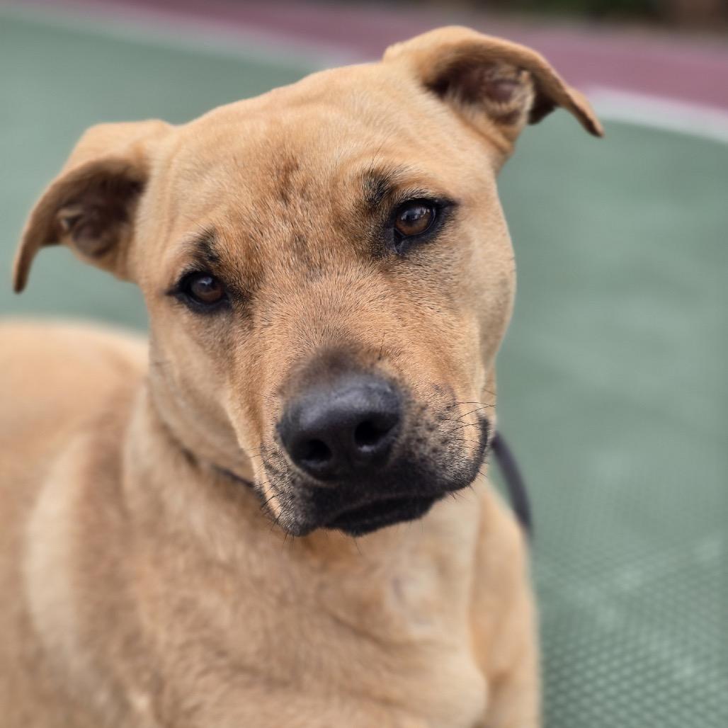 Enlarge Babar 4241, a Adoptable Mixed Breed in Columbus, GA image 5/6