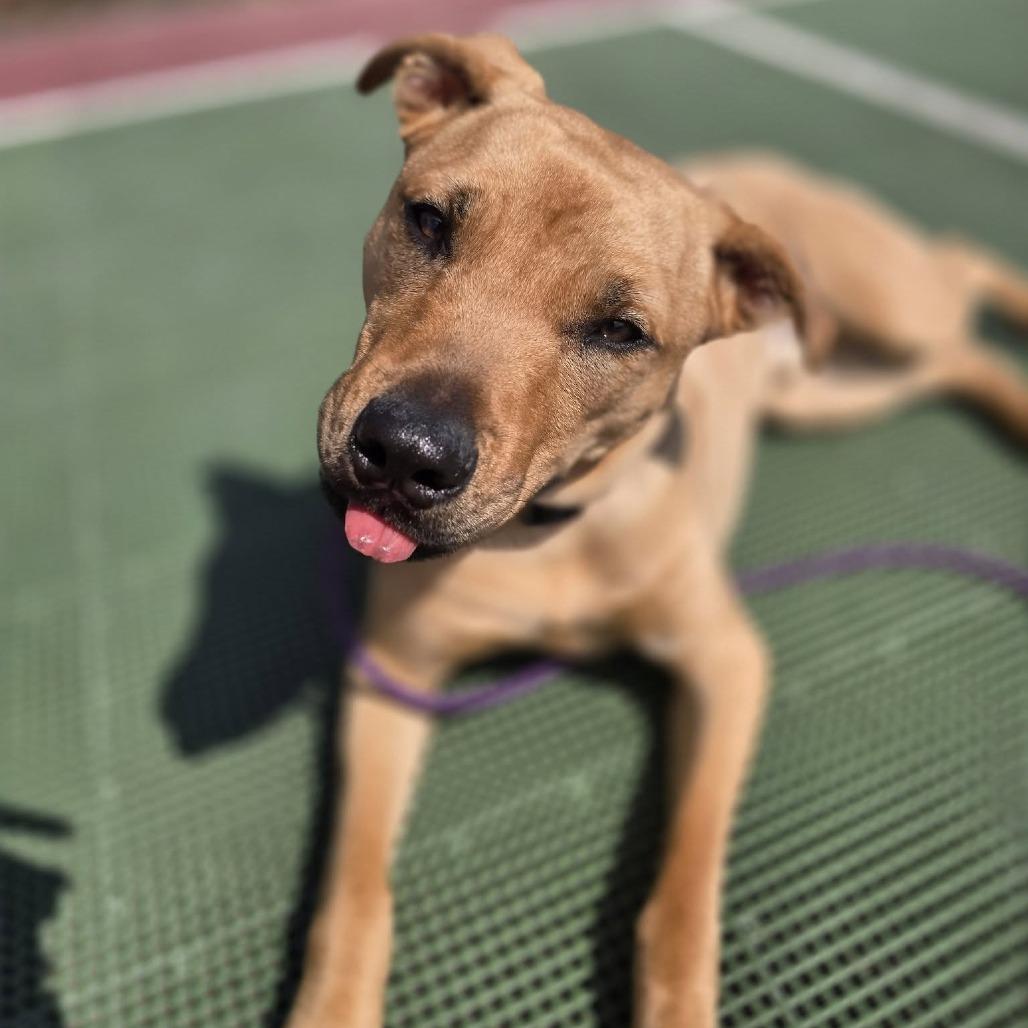 Enlarge Babar 4241, a Adoptable Mixed Breed in Columbus, GA image 4/6