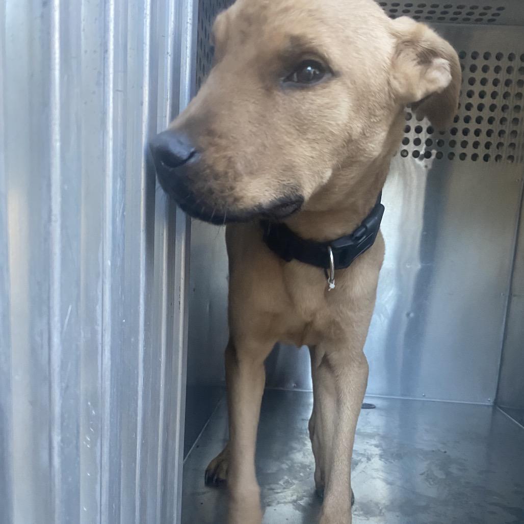 Enlarge Babar 4241, a Adoptable Mixed Breed in Columbus, GA image 5/6