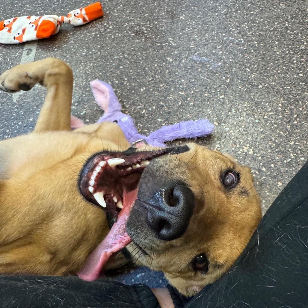 Enlarge Babar 4241, a Adoptable Mixed Breed in Columbus, GA image 6/6