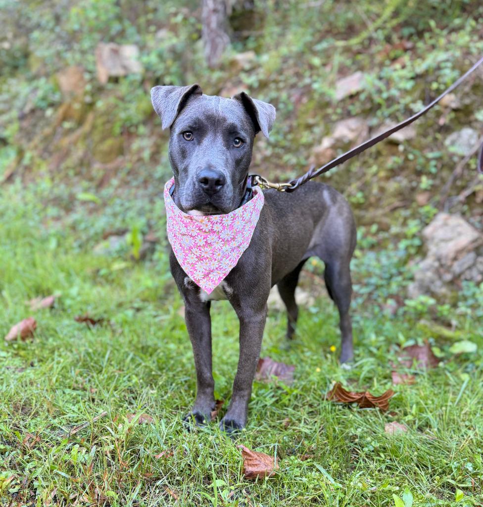 Charlotte, Adoptable, Puppy Female Mixed Breed.