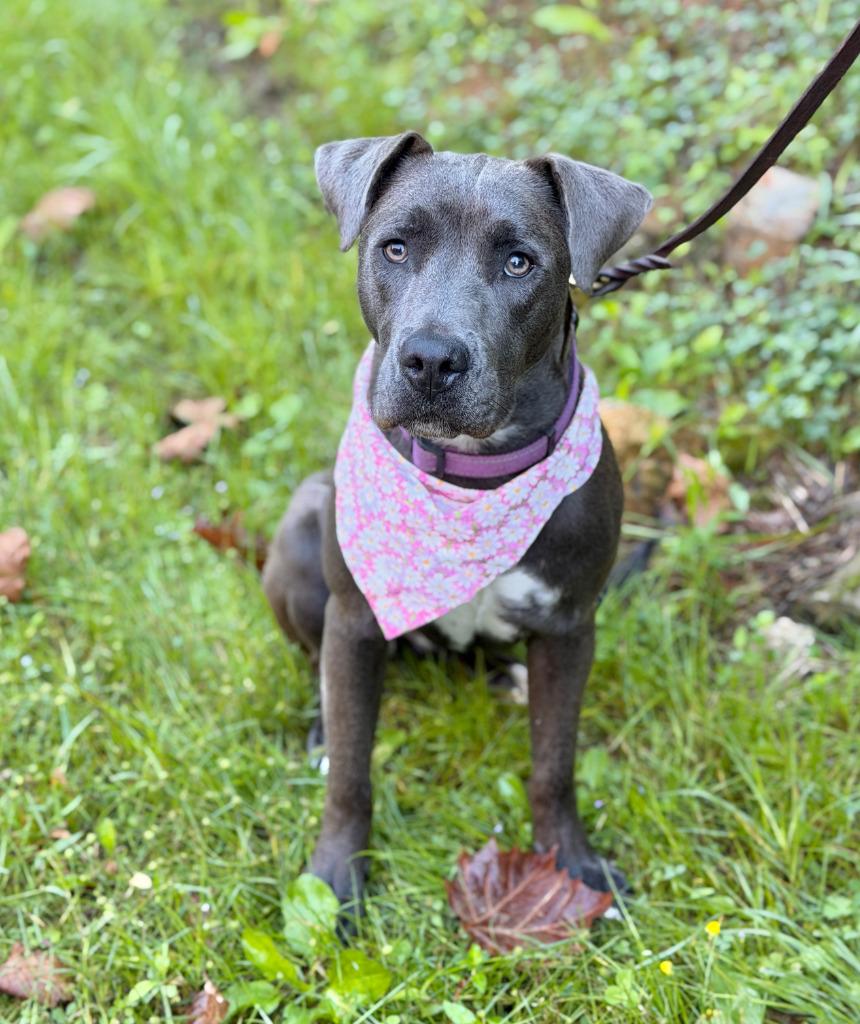 Enlarge Charlotte, a Adoptable mixed breed in Ellijay, GA image 2/4