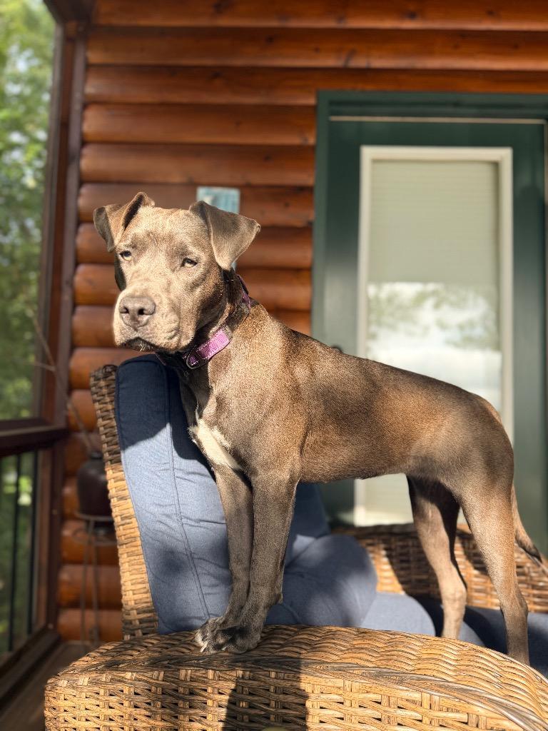 Enlarge Charlotte, a Adoptable mixed breed in Ellijay, GA image 3/4