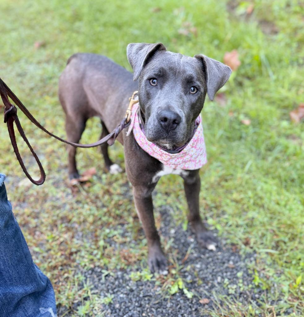 Enlarge Charlotte, a Adoptable mixed breed in Ellijay, GA image 4/4