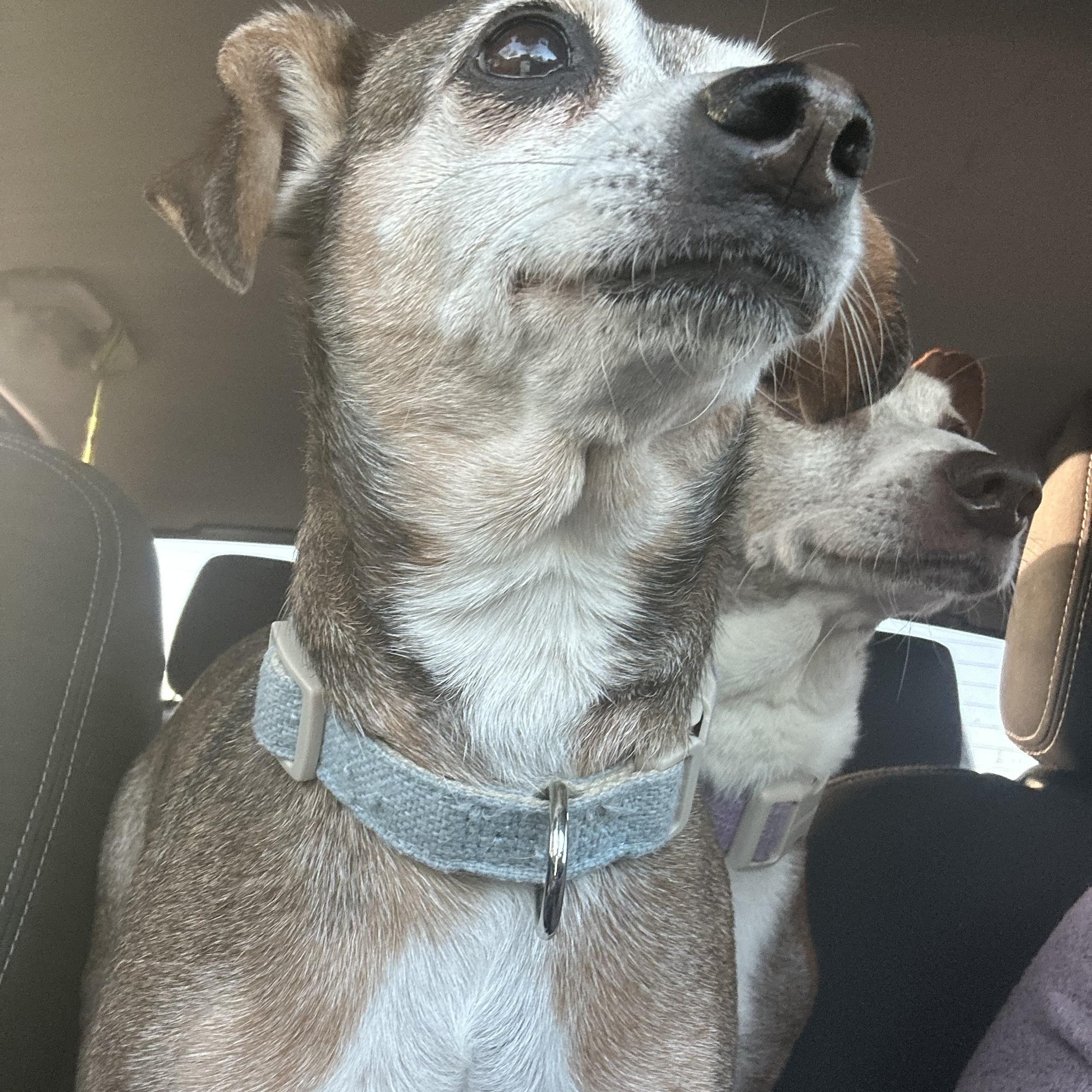 Enlarge Lola, a ADOPTABLE Jack Russell Terrier in Wingdale, NY image 2/3