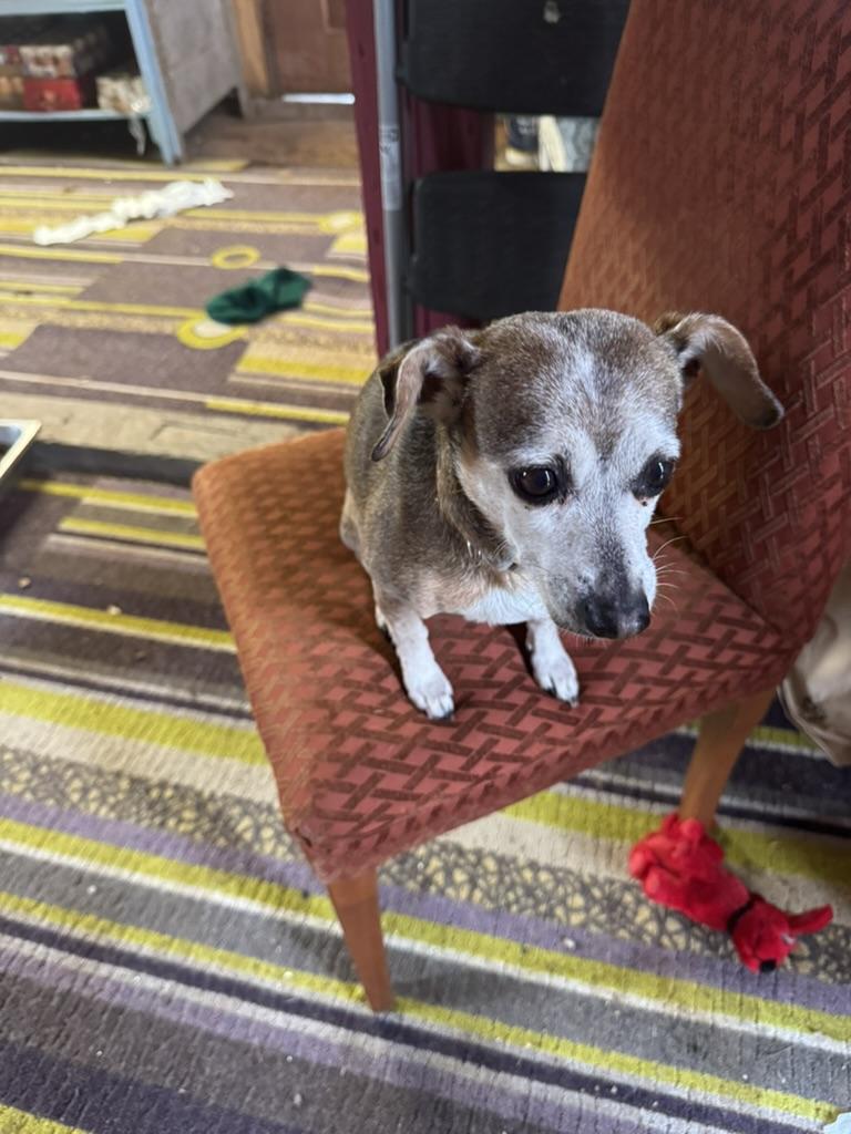 Enlarge Lola, a ADOPTABLE Jack Russell Terrier in Wingdale, NY image 3/3