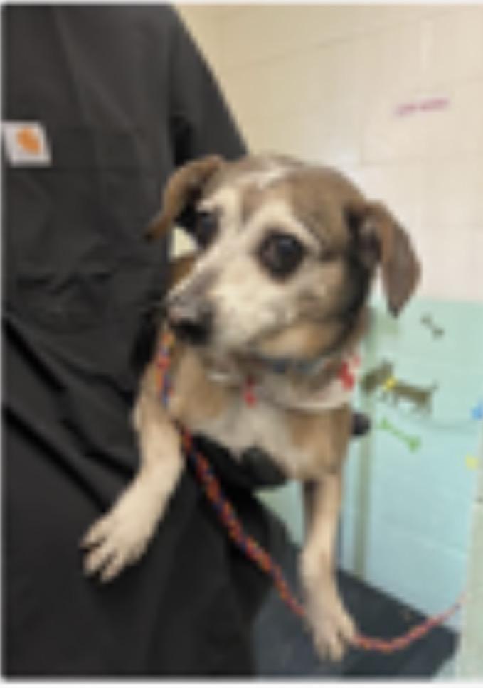 Enlarge Lola, a ADOPTABLE Jack Russell Terrier in Wingdale, NY image 1/1