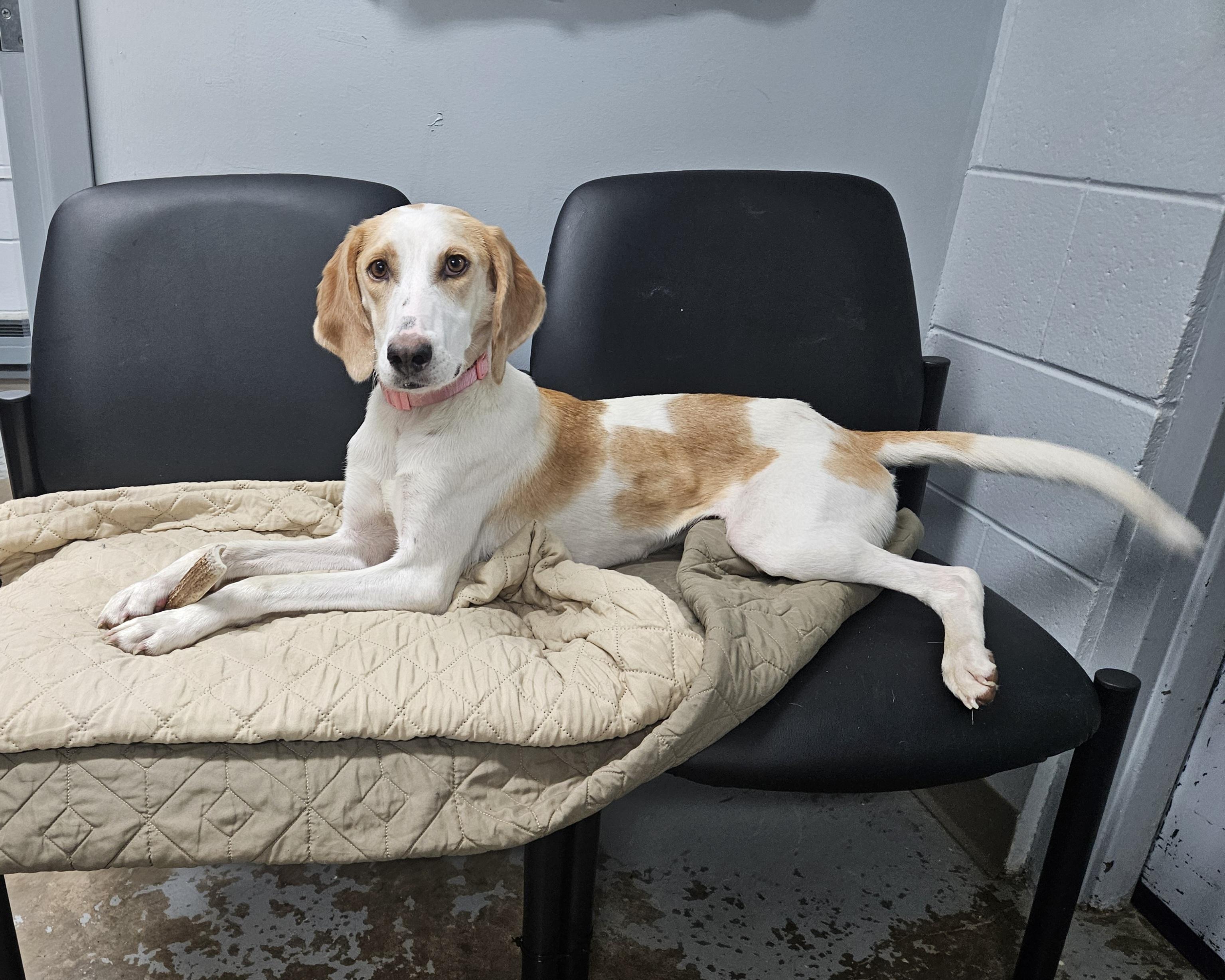 Tuscarawas County Dog Pound Adoptable Dogs: Find Your Furry Friend