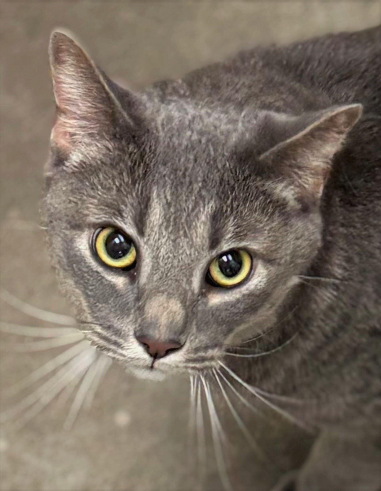 Lunchbox, ADOPTABLE, Adult Male Domestic Short Hair.