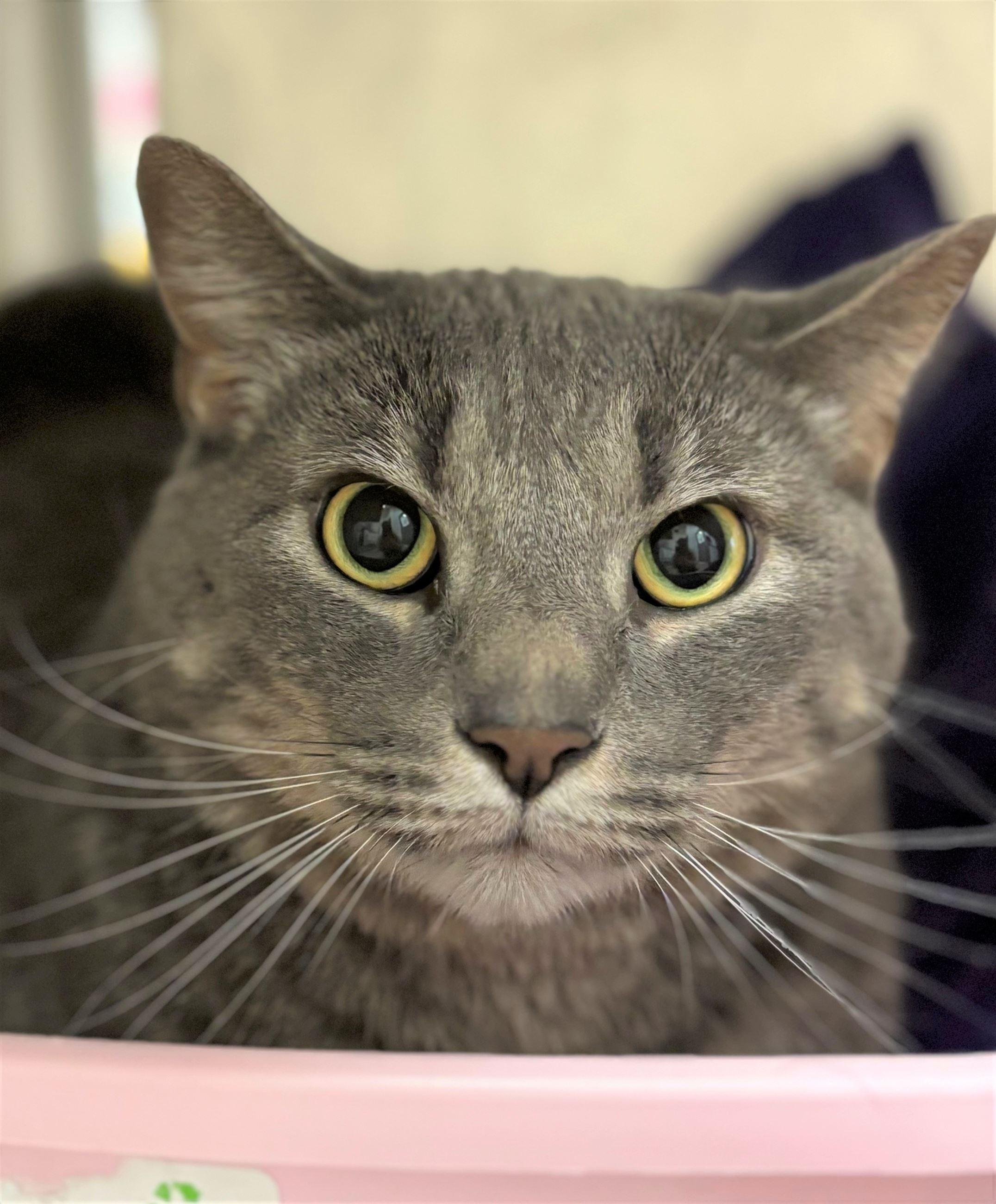 Enlarge Lunchbox, a ADOPTABLE Domestic Short Hair in Iowa City, IA image 2/2
