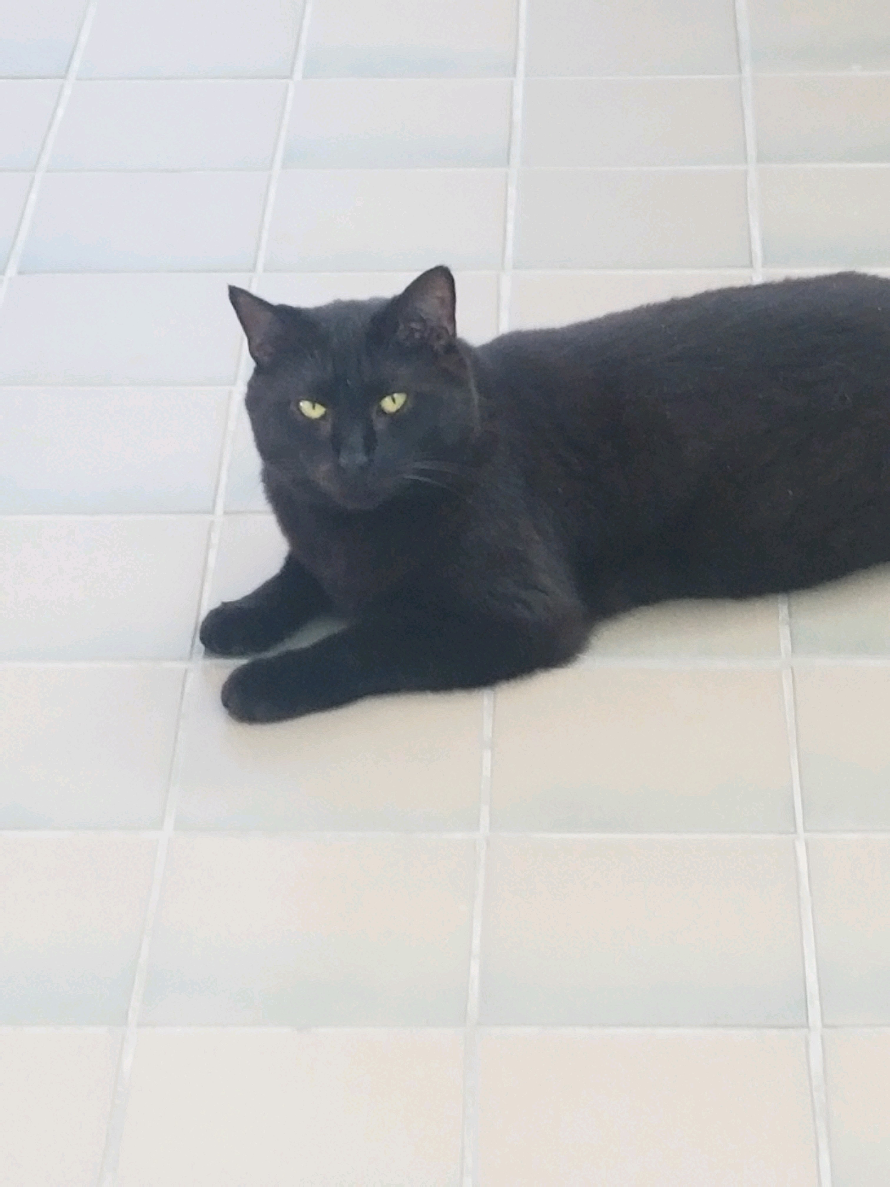 Nala, Adoptable, Adult Female Havana.