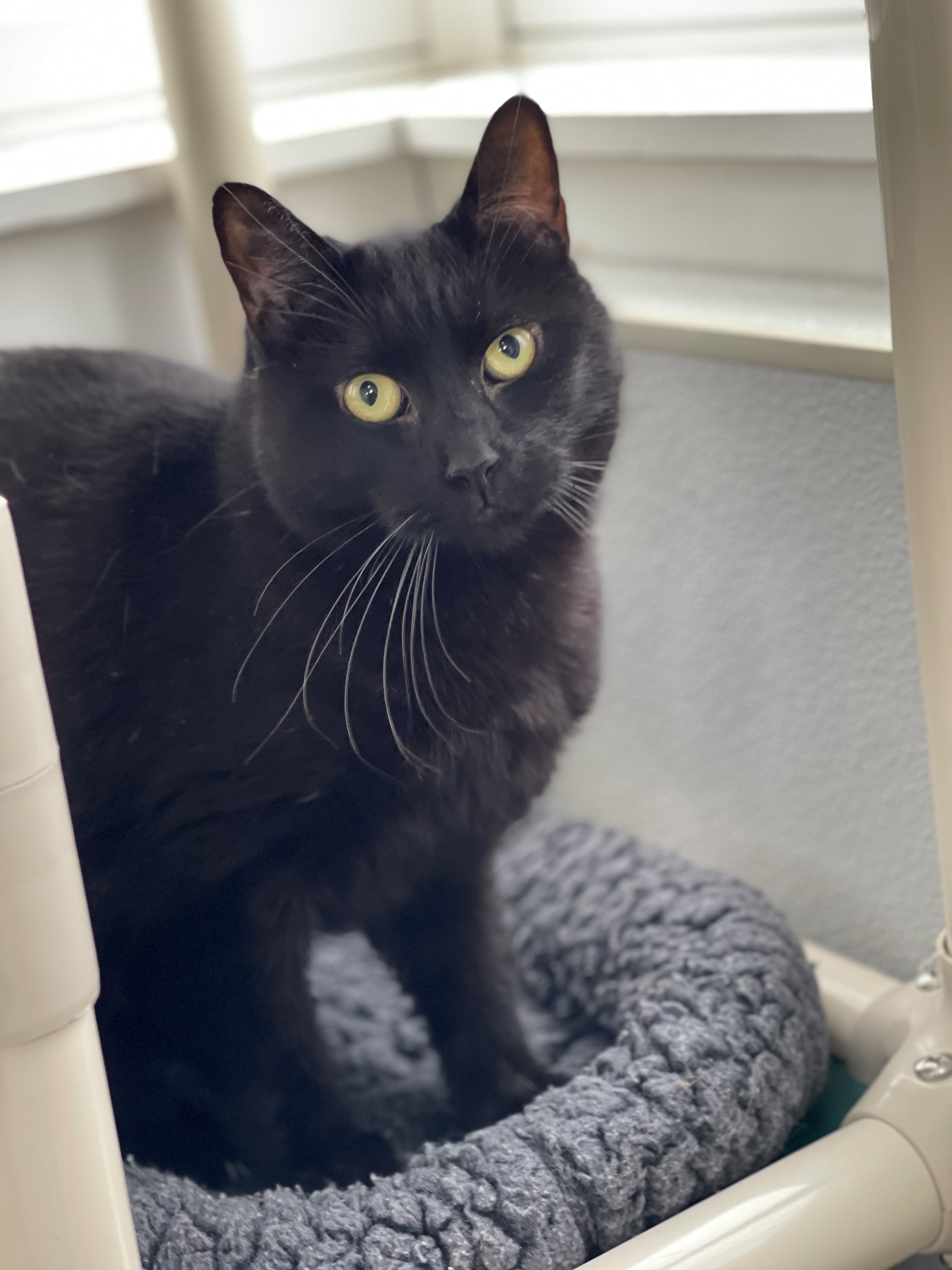 Nala, a Adoptable mixed breed in Smithtown, NY image 2/6