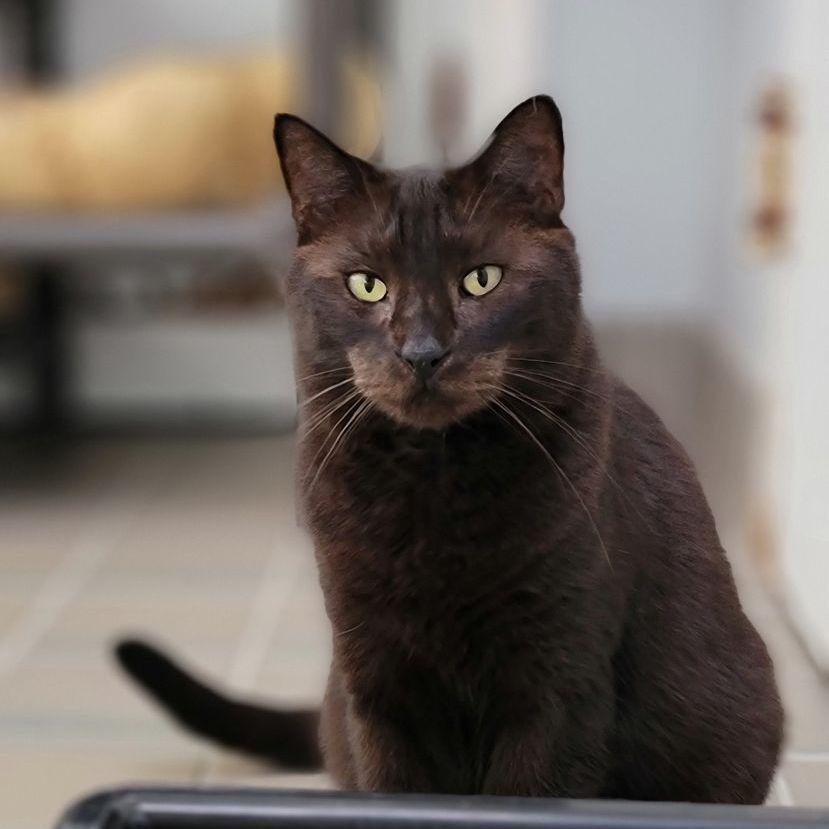 Nala — thumbnail 3