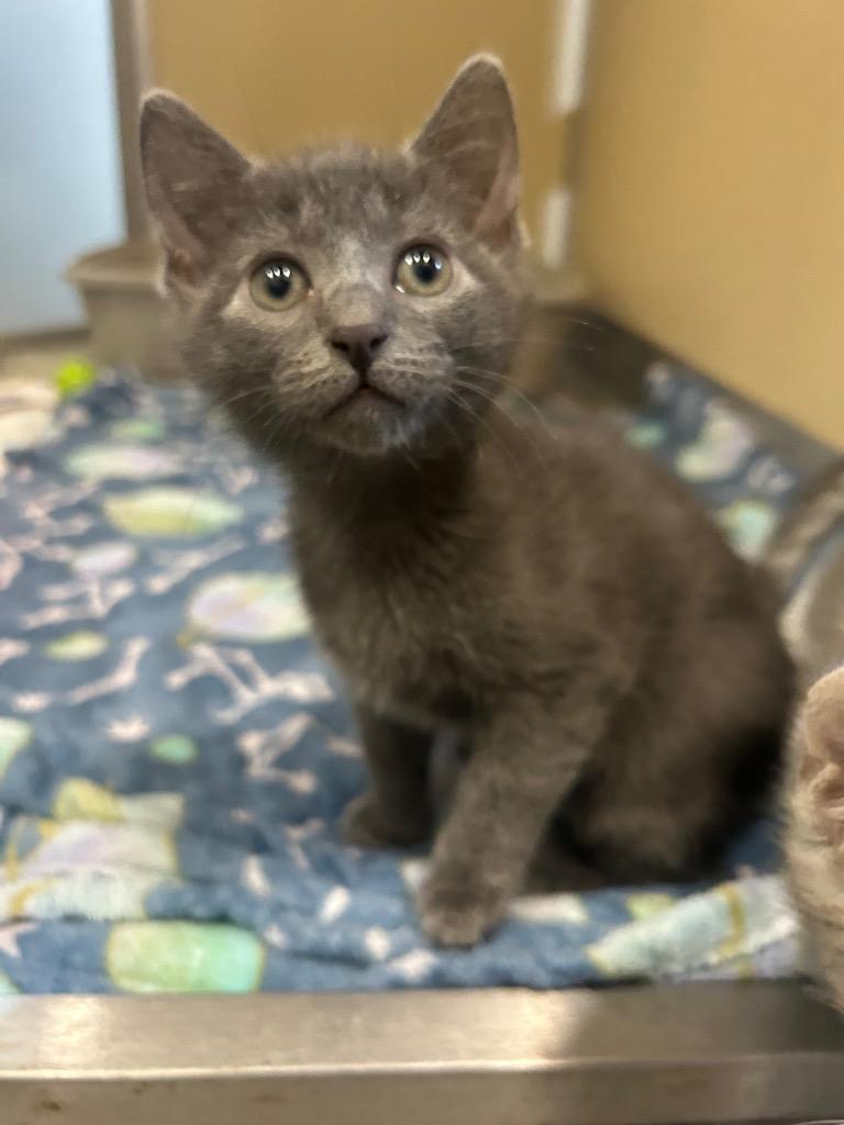 Fozzie Bear, Adoptable, Young Male American Bobtail.