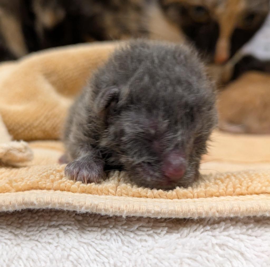 Enlarge Fozzie Bear, a Adoptable American Bobtail in Douglasville, GA image 2/2
