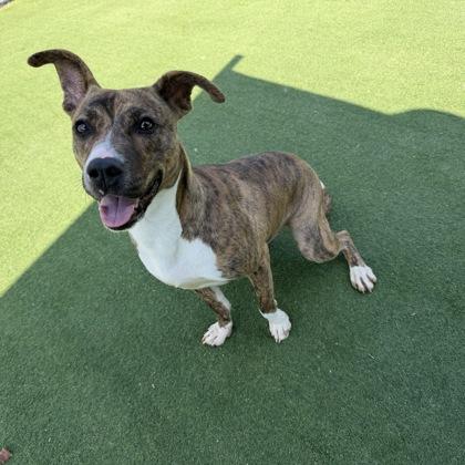 Enlarge Smudge, a Adoptable mixed breed in Farmers Branch, TX image 1/3
