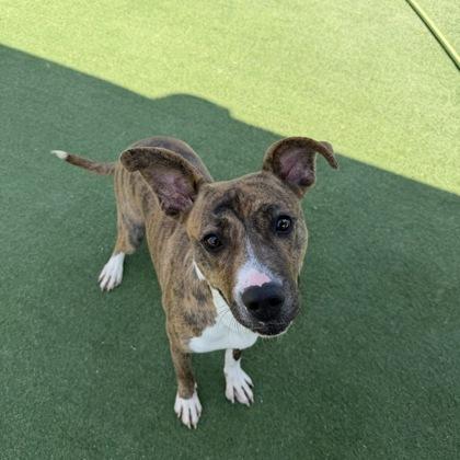 Enlarge Smudge, a Adoptable mixed breed in Farmers Branch, TX image 2/3