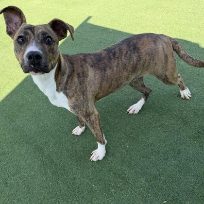 Enlarge Smudge, a Adoptable mixed breed in Farmers Branch, TX image 3/3