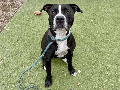 SALT, Adoptable, Young Female Boxer & Mixed Breed.