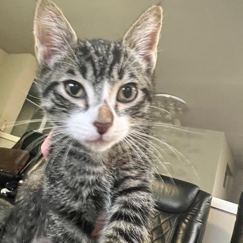 Dylan, adoptable, Kitten Male Domestic Short Hair.