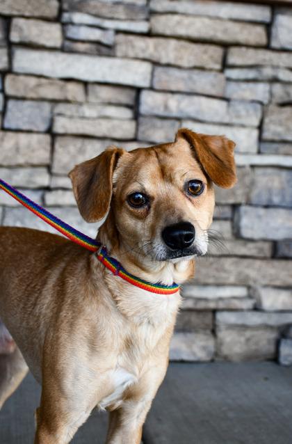 Enlarge Boss, a Adoptable mixed breed in Yakima, WA image 1/3