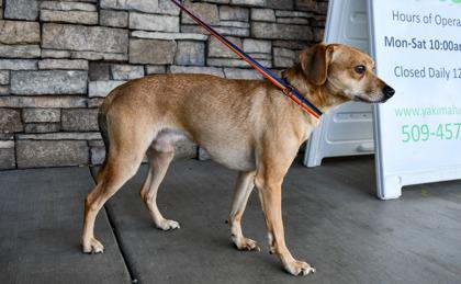 Enlarge Boss, a Adoptable mixed breed in Yakima, WA image 2/3