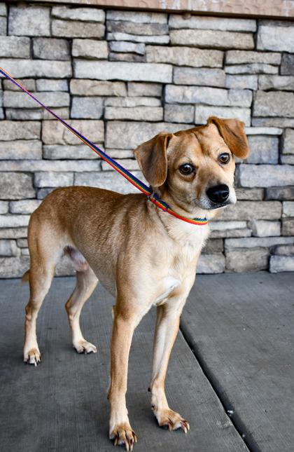 Enlarge Boss, a Adoptable mixed breed in Yakima, WA image 3/3