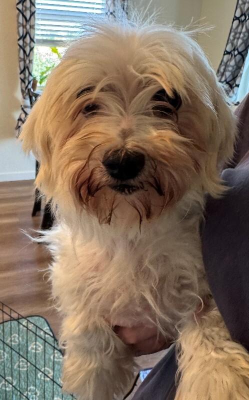 Enlarge Pristine, a Adoptable mixed breed in Windsor, CO image 1/3