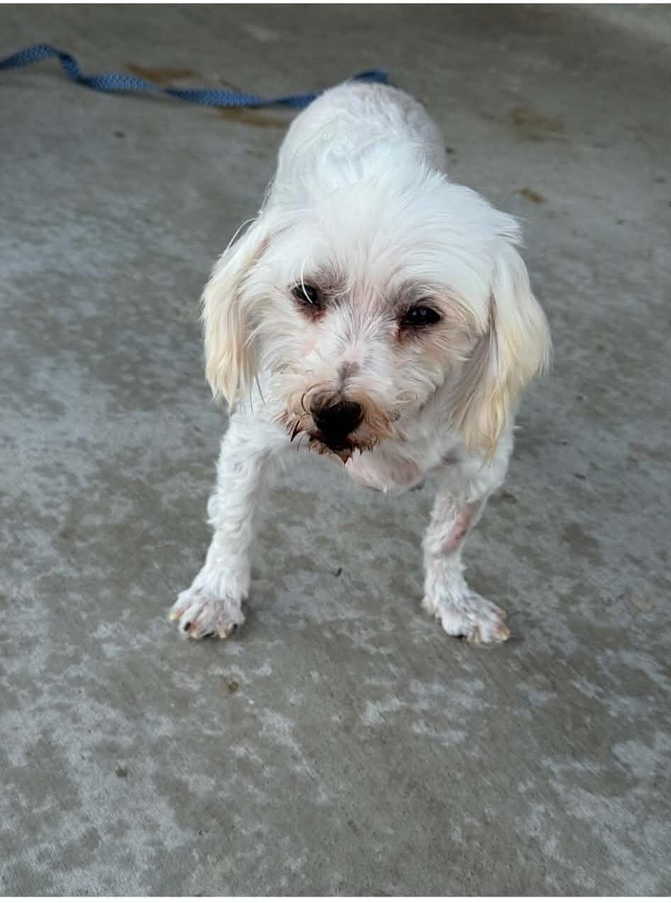 Enlarge Pristine, a Adoptable mixed breed in Windsor, CO image 2/3