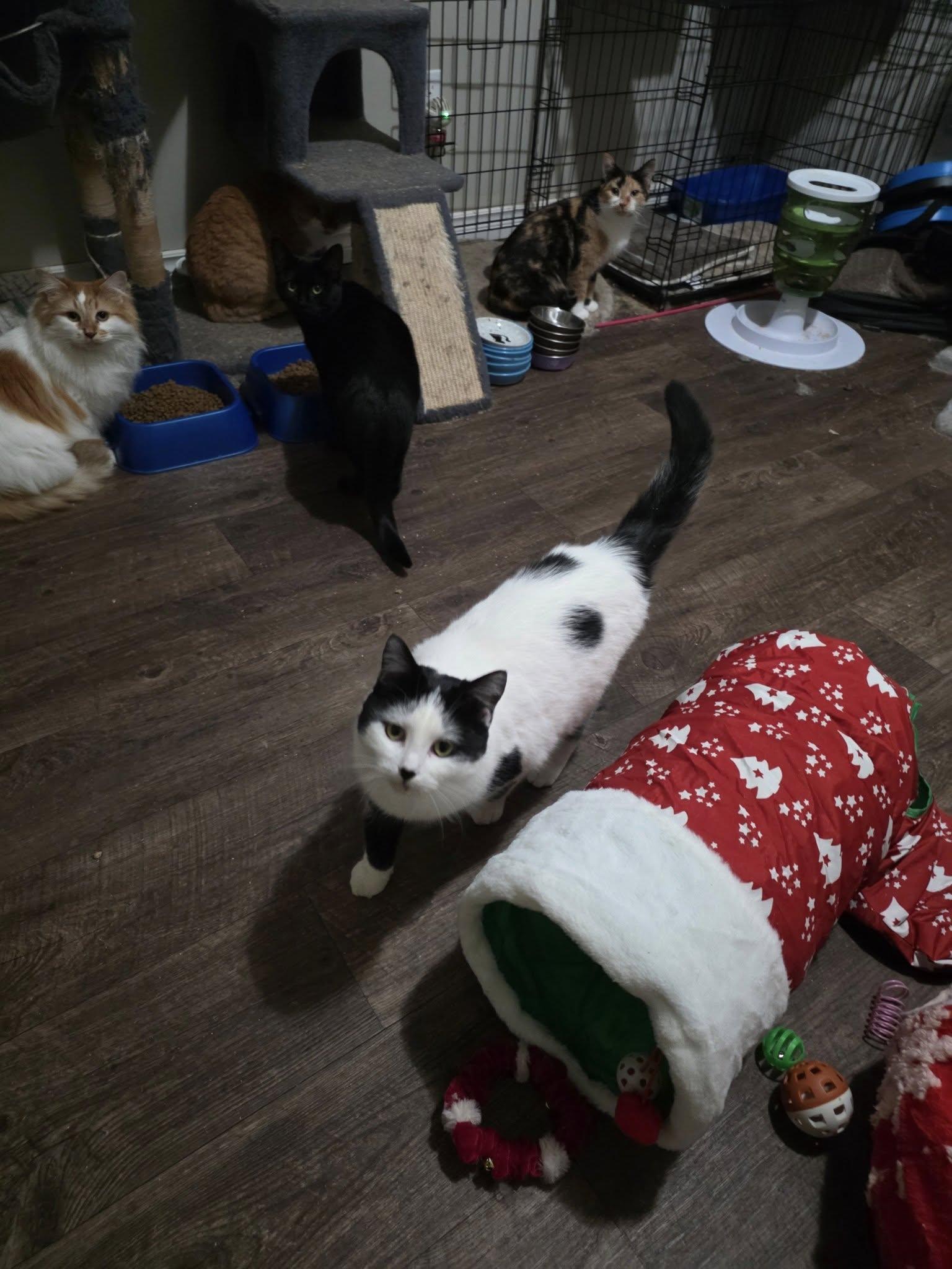 Scotty, a Adoptable Domestic Short Hair in Spencerville, ON image 1/6