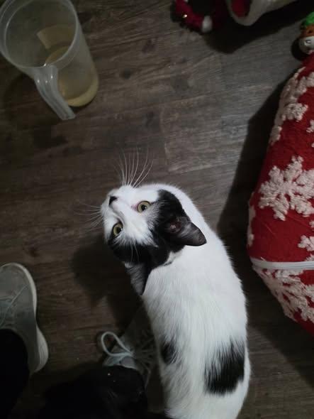 Scotty, a Adoptable Domestic Short Hair in Spencerville, ON image 2/6